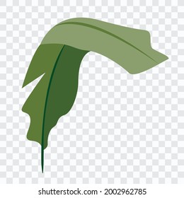 Tropical green leaf isolated, no background 