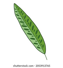 Tropical green leaf isolated on white. Calathea Lancifolia