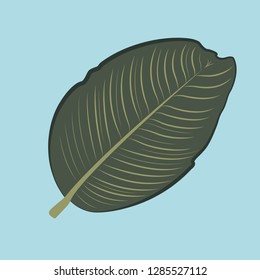 tropical green leaf of the jungle