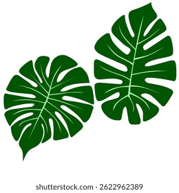 Hoja verde tropical monstera Vector