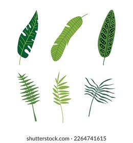 Tropical Green Leaf on Stem as Exotic Flora and Foliage Vector Set