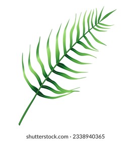 Tropical green leaf of palm tree, Arecaceae leaf. Exotic botanical plant design element. Decorative hand drawn vector illustration isolated on a white background