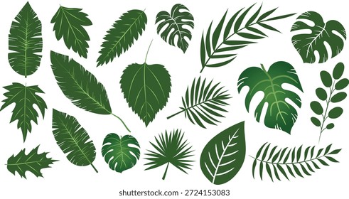 Colección de Vector de hoja verde tropical con follaje botánico, hojas de selva y palmeras, Formas de plantas naturales y Elementos orgánicos para diseño ecológico, marca de Naturaleza, Fondo de pantalla, empaquetado y proyectos gráficos creativos