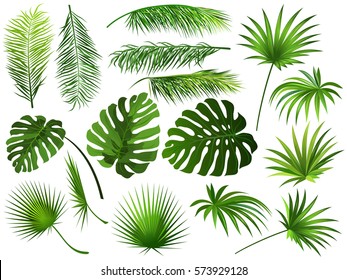 Tropical green  leaves (coconut palm, monstera, fan palm, rhapis). Set of hand drawn vector illustrations of exotic leaves on white background. 