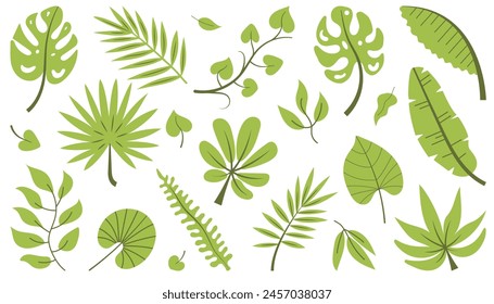 Tropical green leaves collection. Calathea, Monstera and palm leaves. Green different type exotic plants set. Vector illustration of Jungle plants isolated on white background