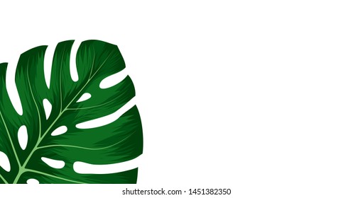 Tropical green leaves monstera deliciosa on white background. Floral template for wedding invitation or decorative greeting card.