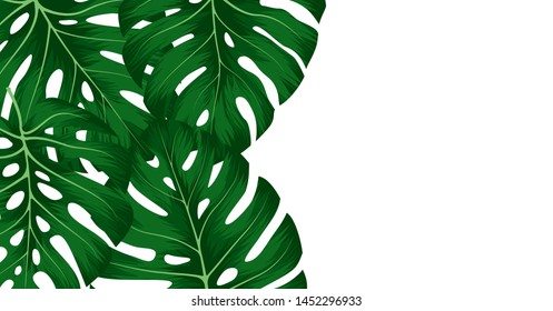Tropical green leaves monstera deliciosa on white background. Floral template for wedding invitation or decorative greeting card.