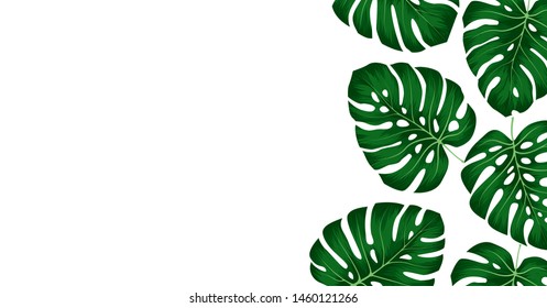 Tropical green leaves monstera deliciosa on white background. Floral template for wedding invitation or decorative greeting card.