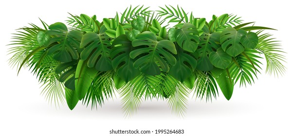 Composición de la rama de la palma de hojas verdes tropicales. Isolación de hojas verdes realistas ilustraciones vectoriales.