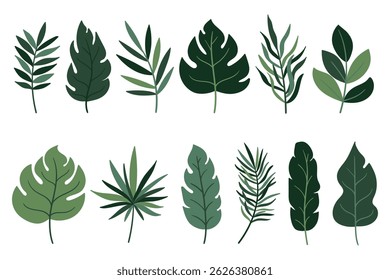 Tropical green leaves set isoalated on white background for poster, print, invitation, cover design. Ornamental exotic green leaves. Palm, banana, monstera, coconut leaves