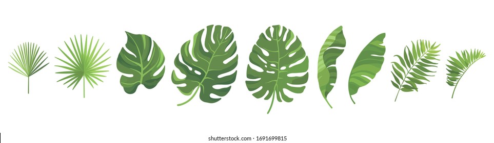 Tropical  green leaves set isolated on white background. Vector illustration.