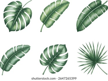 Tropical green leaves set in watercolor style isolated on white background. Hand drawn watercolor green palm leaves, monster, banana leaves.