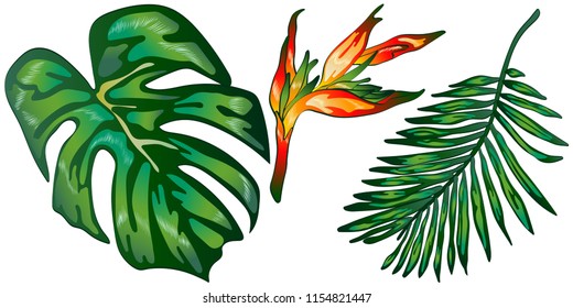 Tropical green leaves in a vector style isolated. Vector leaf for background, texture, wrapper pattern, frame or border.