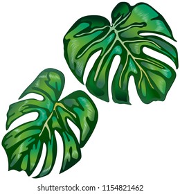 Tropical green leaves in a vector style isolated. Vector leaf for background, texture, wrapper pattern, frame or border.
