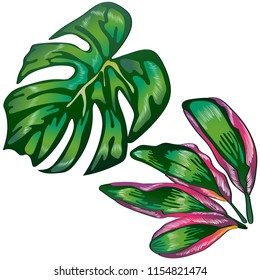 Tropical green leaves in a vector style isolated. Vector leaf for background, texture, wrapper pattern, frame or border.