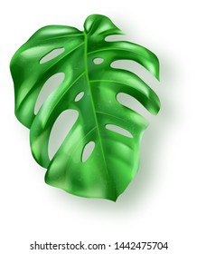 Tropical green monstera leaf on white background vector. Beautiful botanical isolated design element, tropic jungle palm plant, exotic philodendron leaf in realistic style