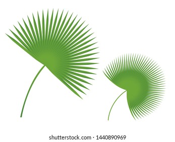 Tropical green palm leaves icon design elements isolated on white background 