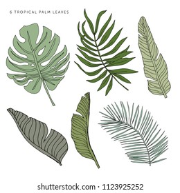 Tropical green palm leaves on the white background. Vector greenery elements. Jungle foliage illustration. Exotic plants set. Summer beach floral design. Paradise nature graphic
