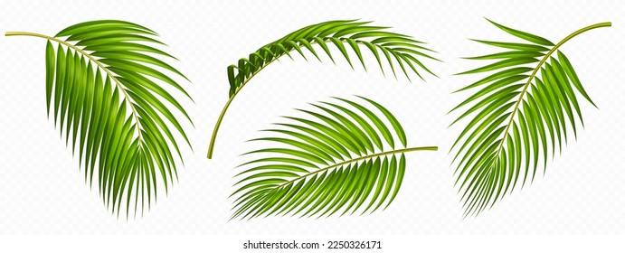 Tropical green palm leaves set. Tropical plant branches isolated on transparent background. Summer element of coconut palm foliage, front side view, vector realistic illustration