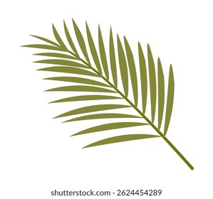 Tropical green palm tree leaf vector flat illustration isolated on white background. Coconut leaf realistic botanical design element. Tropical plant branch, summer element of coconut palm foliage.
