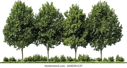 Tropical greenery forest, rainforest jungle landscaping, environmental trees, tropics lined trees, lush nature landscape, panoramic jungle view, nature tropical trees, forest greenery