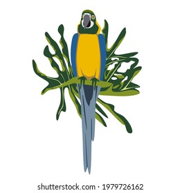 Tropical hand drawn colorful ara parrott with leaf background. Macaw parrot. Vector illustration isolated on white background.