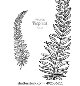 Tropical hand drawn leaf of a plant. Design element. Vector illustration.