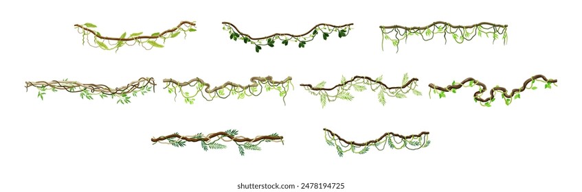 Tropical Hanging Jungle Liana Climbing Plant Vector Set