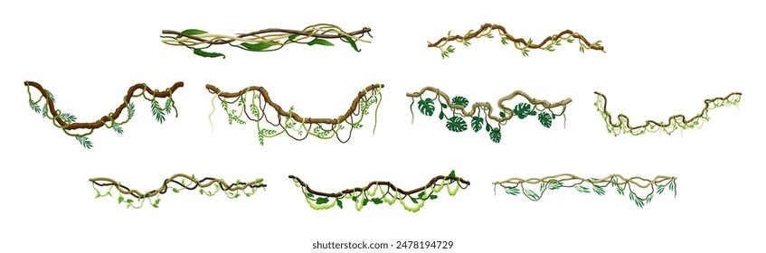 Conjunto de Vector de planta de escalada de liana de selva tropical colgante