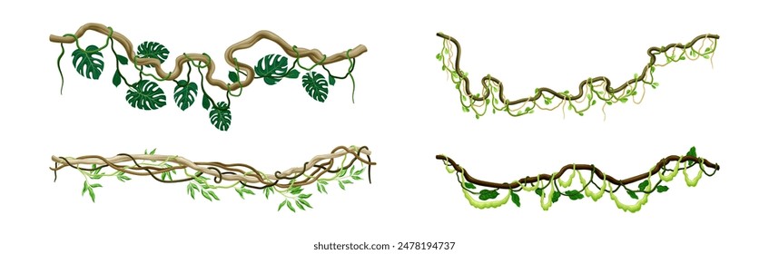 Conjunto de Vector de planta de escalada de liana de selva tropical colgante