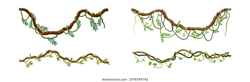 Conjunto de Vector de planta de escalada de liana de selva tropical colgante