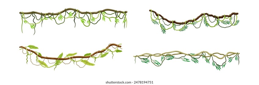 Conjunto de Vector de planta de escalada de liana de selva tropical colgante