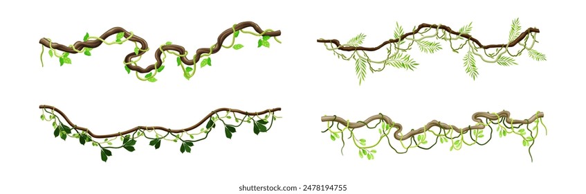 Conjunto de Vector de planta de escalada de liana de selva tropical colgante