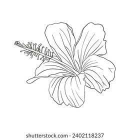 Tropical hibiscus flower. Chinese rose flower. Hand drawn vector line art illustration for logo, card or invite, tea herbs hibiskus tea karkade. Isolated on white background