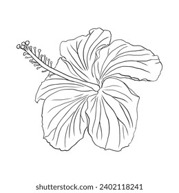 Flor de hibisco tropical. Flor de rosa china. Ilustración de arte de la línea vector dibujada a mano para logotipo, carta o invitación, hierbas de té hibiskus té karkade. Aislado sobre fondo blanco