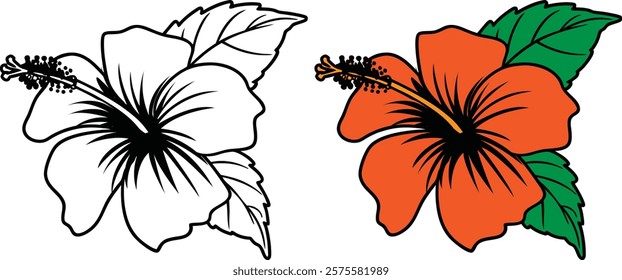 Tropical Hibiscus Flower Illustration Outline And Full Color.