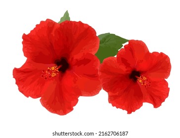 Tropical hibiscus flower isolated on white background. Red flower illustration. Wildlife.