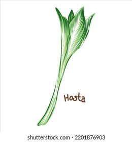 Planta de hosta tropical, hoja de hosta, planta comestible, planta de espárragos. Se puede usar como alimento dietético, exótico.
