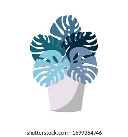 Tropical house plant monstera with turquoise green and blue leaves in gray pot isolated on white. Flat cartoon style. Graphic botanical element. Interior decoration. Gardening. For postcards