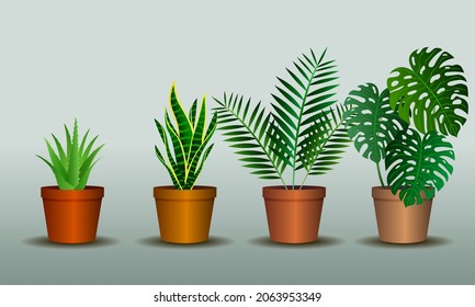 Tropical House Plant Set, Aloe Vera, Snake Plant, Parlor Palm, Monstera Plant, Vector Illustration.