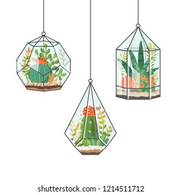 Tropical house plants and cactus in hanging terrariums or florariums. Decorative vector isolated succulents composition