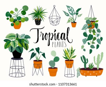 Tropical house plants collection, hand drawn different plants, isolated on white