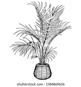 Tropical houseplant potted in woven seagrass basket. Indoor Areca palm tree in flowerpot. Hand drawn black and white vector illustration.