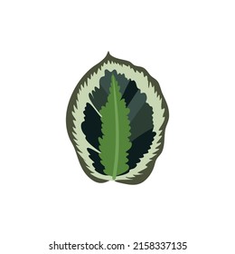 Tropical illustration art, tropical leaves vector file.