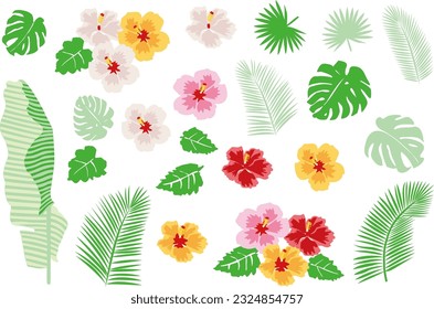 Tropical image material ,hibiscus and leaf