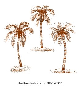 Tropical island, palm trees, vector illustration.