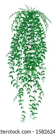 Tropical ivy, liana isolated on white background. Vector illustration in realistic style.