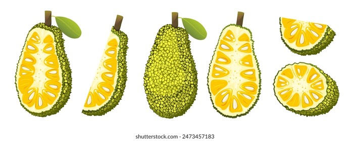 Tropical jackfruit. Whole jackfruit, cut in half, slices. Vector illustration.