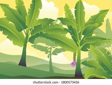 Tropical jungle banana tree with fruits. Isolated vector illustration.