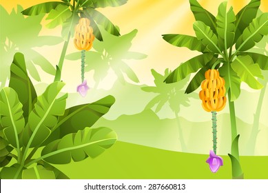 Tropical jungle banana tree with fruits. Isolated vector illustration.